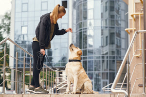 Why Harnesses Are Better Than Collars for Pets
