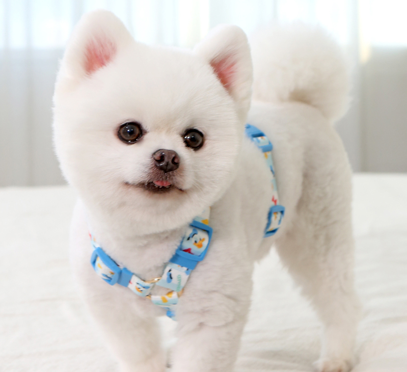 Disney H type harness