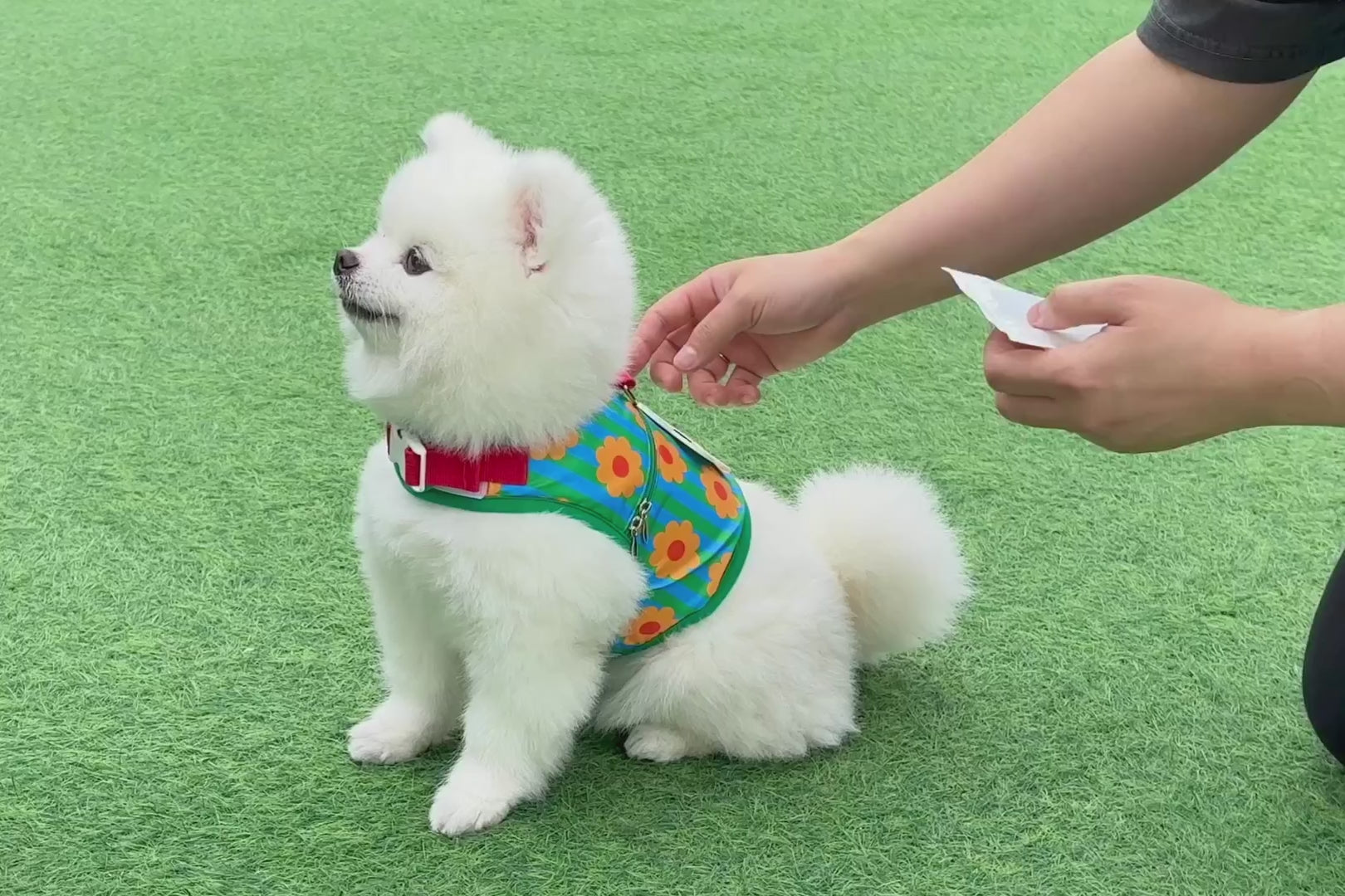 Ice Popping Cool Harness