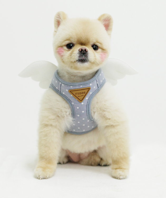 Sweet Angel Harness